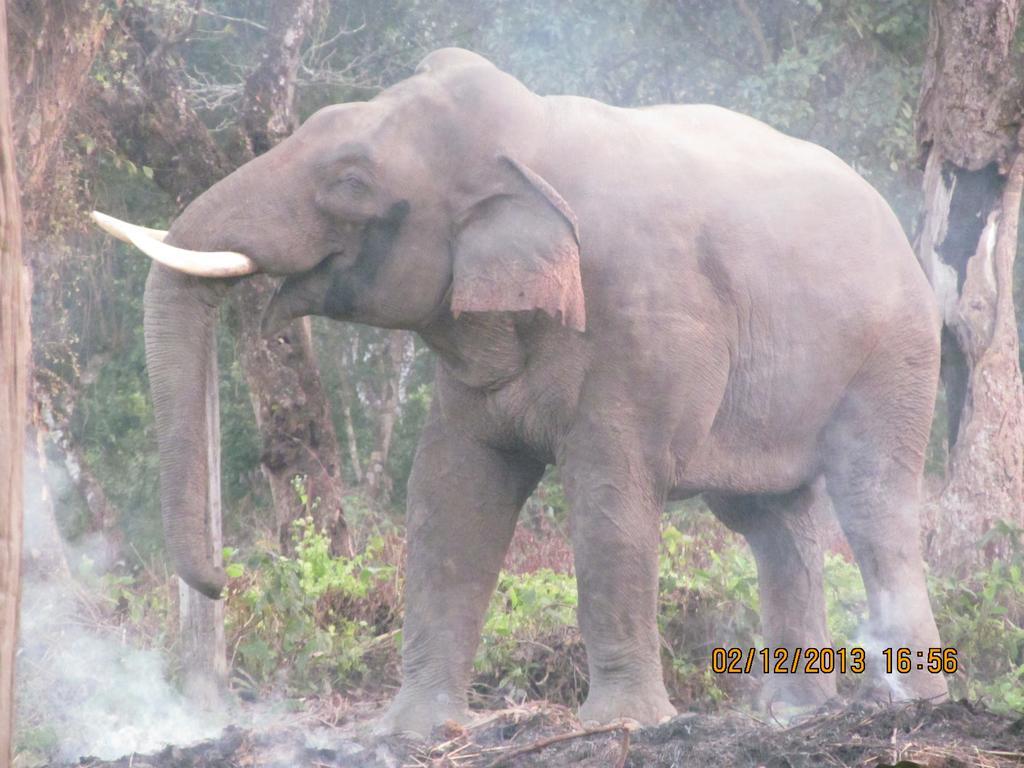 Chitwan Tiger Camp Otel Sauraha Dış mekan fotoğraf